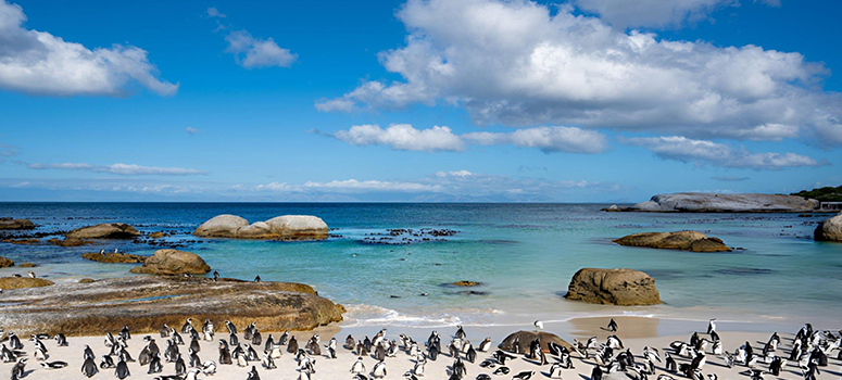 Day 7: Explore the Cape of Good Hope & Boulders Beach