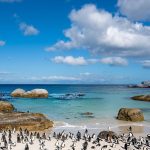 Wild-African-Cape-Penguins-at-the-Famous-Boulders-Beach-Outside-Cape-Town