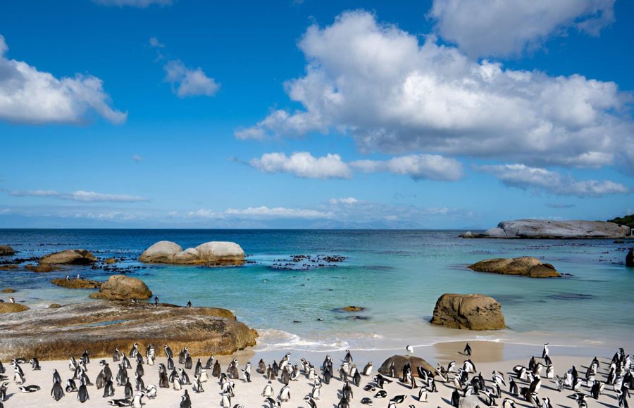 Wild-African-Cape-Penguins-at-the-Famous-Boulders-Beach-Outside-Cape-Town