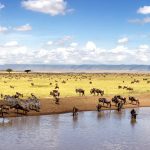 Wildebeest-and-zebras-gathering-around-a-waterhole-in-Maasai-Mara-National-Reserve-Kenya