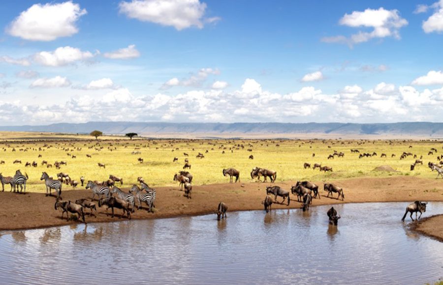 Wildebeest-and-zebras-gathering-around-a-waterhole-in-Maasai-Mara-National-Reserve-Kenya