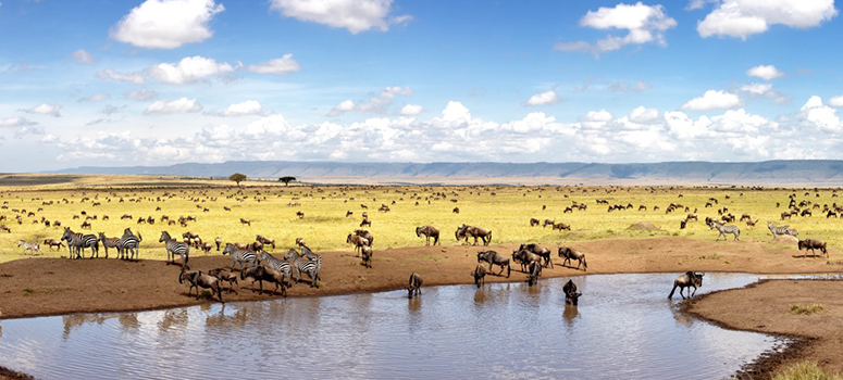 Day 2: Travel to the Maasai Mara National Reserve