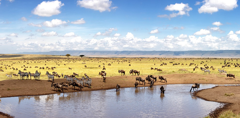 Wildlife Safari at Maasai Mara National Reserve Kenya