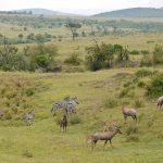 Wildlife-grazing-together-on-rolling-green-African-hills