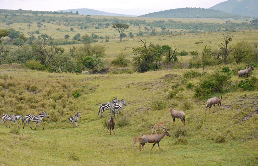 Wildlife-grazing-together-on-rolling-green-African-hills