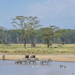 Zebra-and-buffalo-at-Lake-Nakuru-in-Kenya