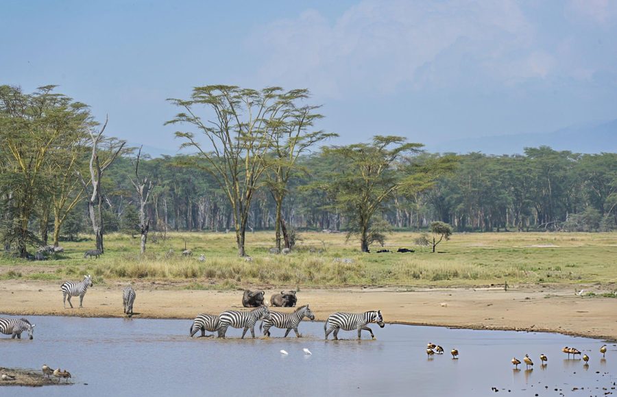Zebra-and-buffalo-at-Lake-Nakuru-in-Kenya