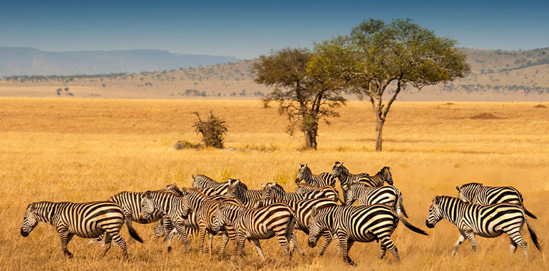 Zebras in the Serengeti National Park in Tanzania