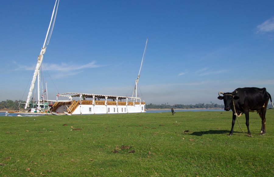 The Zekrayaat Dahabiya docked near a green pasture with a cow in the foreground.