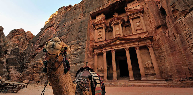 Camel In Front Of The Treasury At Petra City