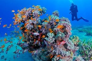 dahab-day-trip-and-diving A scuba diver explores a vibrant coral reef teeming with colorful fish in the Red Sea, showcasing popular Dahab Egypt activities and highlights of a Dahab tour.