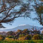 giraffes-in-front-of-Kilimanjaro-mountain-in-Amboseli-National-Park