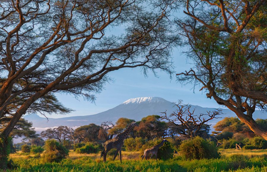 giraffes-in-front-of-Kilimanjaro-mountain-in-Amboseli-National-Park