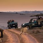 tourists-viewing-lions-on-safari-in-south-africa