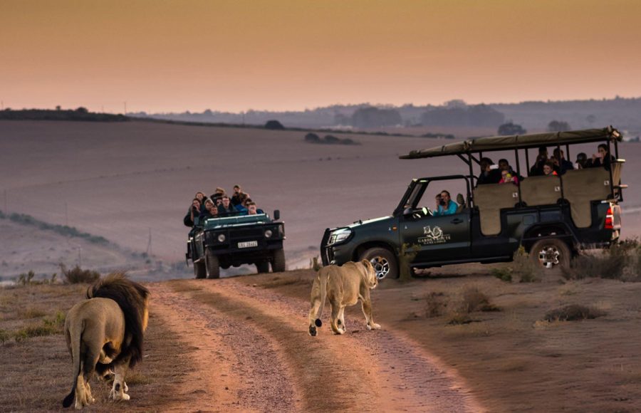 tourists-viewing-lions-on-safari-in-south-africa