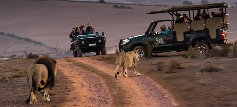Day 4:  Experience a South African Wildlife Safari